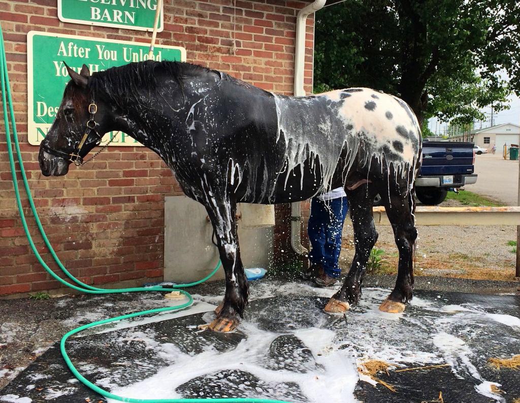 Bath time and it looks like he is dripping spots. (Julie June Stewart photo)